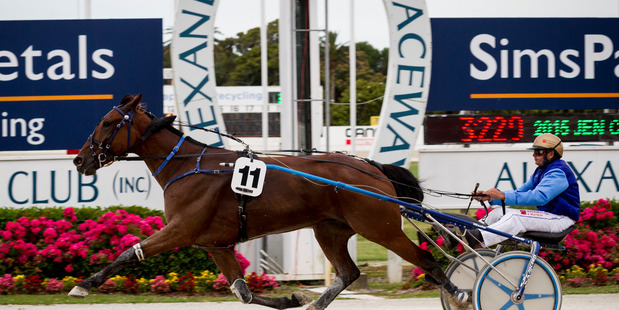 Where Monbet goes could also impact on our other best trotters. Photo / Dean Purcell