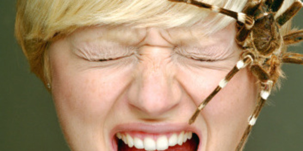 Why is the myth of swallowing spiders in our sleep so popular? Photo / Getty