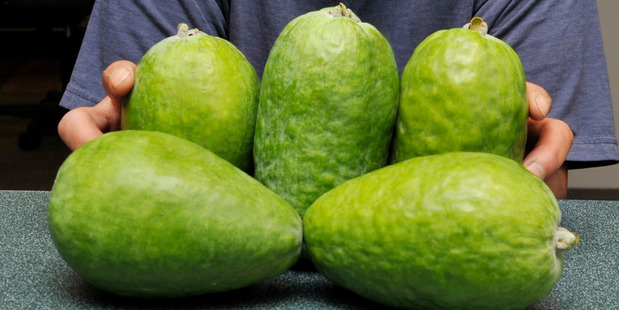 EAT THESE: Gisborne woman Major Brown is justifiably proud of the giant feijoas that grow on a small tree in the back yard of her Childers Road home. Photo / Liam Clayton