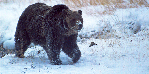 The US Fish and Wildlife Service has proposed that grizzlies in the Yellowstone area  be removed from the list of threatened species. Photo / AP