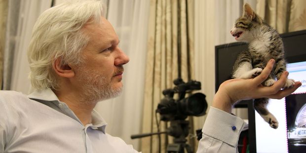 WikiLeaks founder Julian Assange with a kitten in Ecuador's Embassy in London. Photo / AP