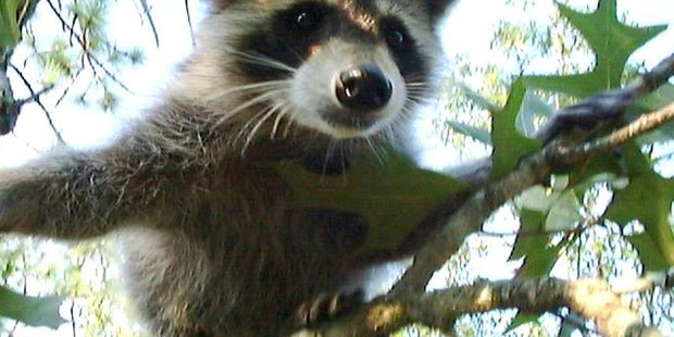 A raccoon.