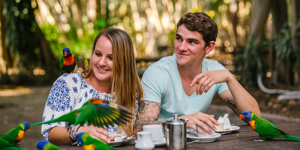 Lorikeets at Rockhampton Botanic Gardens.