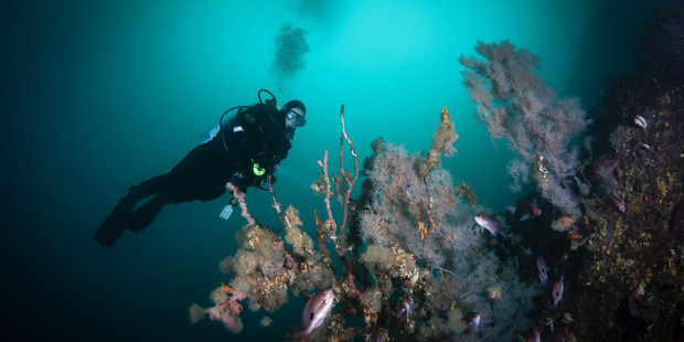Debbie Freeman dives in a giant kelp forest. Photo / Vincent Zintzen
