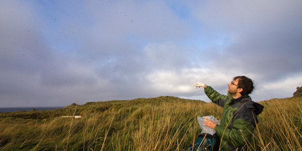 Auckland University ecologist Dr James Russell distributs non-toxic bait on the subantarctic Antipodes Island. Photo / James Russell