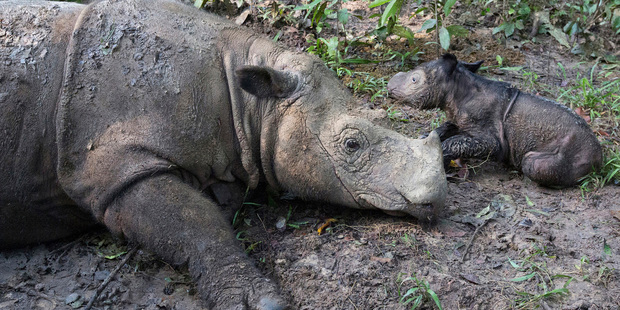 Ratu, a 14-year-old Sumatran rhinoceros, sits next to its newborn calf at Sumatran Rhino Sanctuary in Way Kambas. Photo / AP