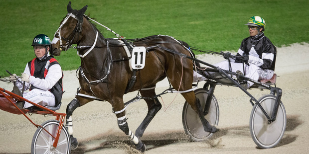 If you are banking on a more aggressive Delightful Memphis to pressure Spanish Armada early in the group one at Alexandra Park tonight, don't get too carried away. Photo / Greg Bowker