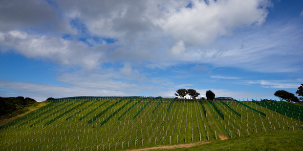 With more than 200 million litres of wine shipping out of the country each year, some clever thinking will be needed as growing conditions change. Photo / NZME