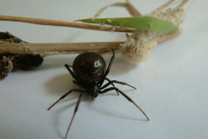 Matakana Island female Katipo spider.