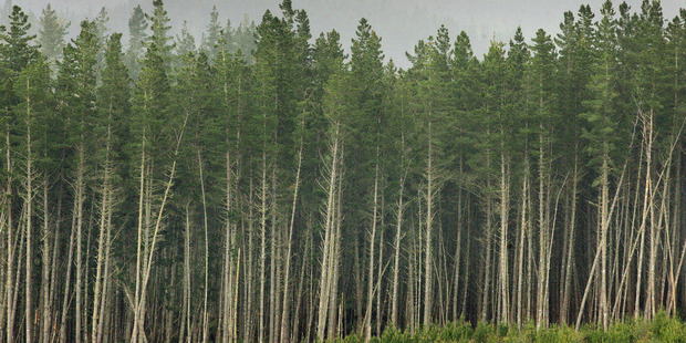 A pine forest near Mangakino in the central North Island. A loss of top soil to erosion could decrease forest productivity. Photo / File