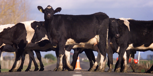 The cattle were on the loose after the trailer they were in rolled. Photo / Greg Bowker