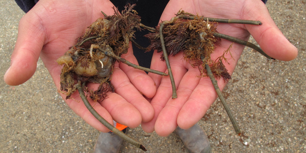 Mediterranean fanworms pose a significant environmental and economic risk. Photo / Peter de Graaf