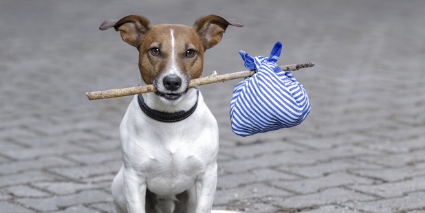 Having your pet microchipped makes the search for a missing pet pal much easier. Photo / Thinkstock