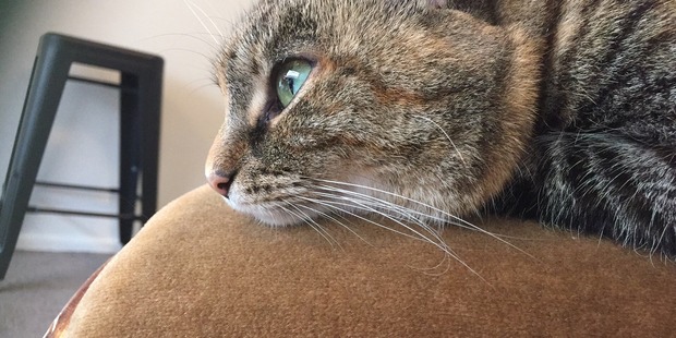 Skinny was rewarded with cuddles and extra food. Photo / Supplied
