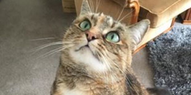 It appears a hero cat - Skinny - may have played a part. Photo / Facebook