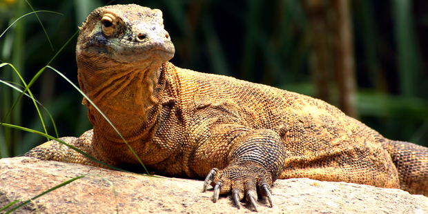 About 45 Komodo dragons died in battles they fought against each other in their overcrowded cage at Indonesia Zoo. Photo / iStock