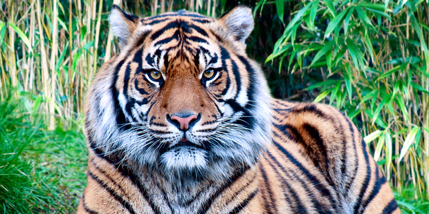 One of the latest losses was a rare Sumatran tiger that died unexpectedly last month. Photo / iStock