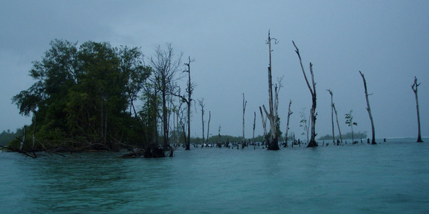 Dead and dying trees emerge from the ocean above a sunken Solomon Island. Photo / Corey Howell