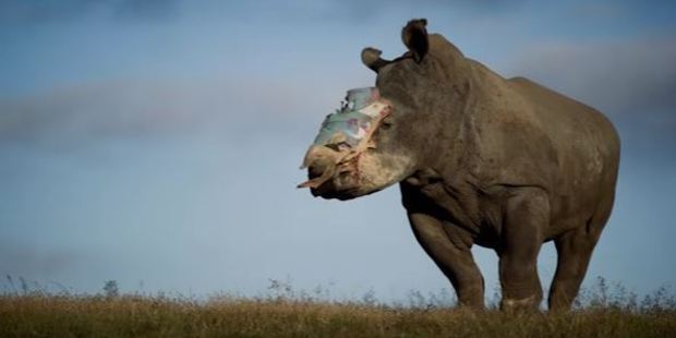 Eighty to 120 rhinos that are attacked each year in South Africa survive, but often with hideous injuries. Photo / via YouTube