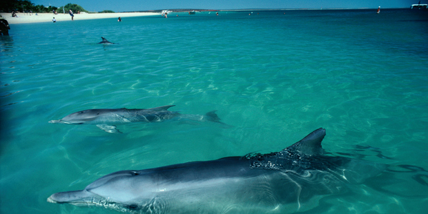 Southern Bottlenose Dolphins in the shallows at Monkey Mia, where they regularly come to play with the tourists. Photo / Supplied
