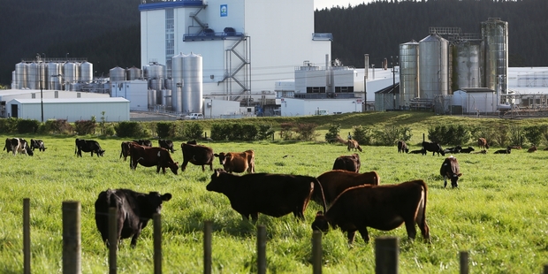 Fonterra's Kauri site, takes much of the milk produced in Northland.