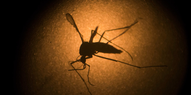 An Aedes aegypti mosquito is photographed through a microscope at the Fiocruz institute in Recife, Brazil. Photo / AP