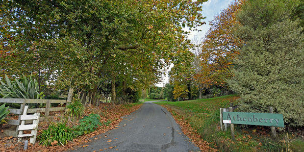 Athenberry orchard where a kiwifruit worker died on Friday. Photo/George Novak