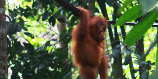 North Sumatra.