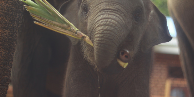An elephant in North Sumatra.