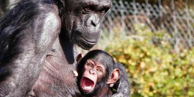 Chmpanzee Sanda with her three-month old baby chimpanzee named Chiku. Photo / Supplied via Hamilton Zoo