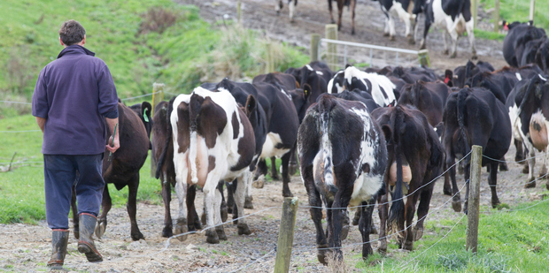 Emissions from agriculture increased 0.8 per cent in 2014 and now represent 49 per cent of the country's total emissions. Photo / File