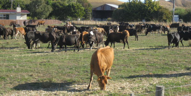 Once the futures and options contracts are available for trading on NZX's dairy derivatives market, all users of these contracts will be required to trade through an NZX Derivatives Participant. Photo / Dave Murdoch