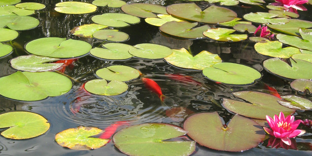 Goldfish pond. Photo/file