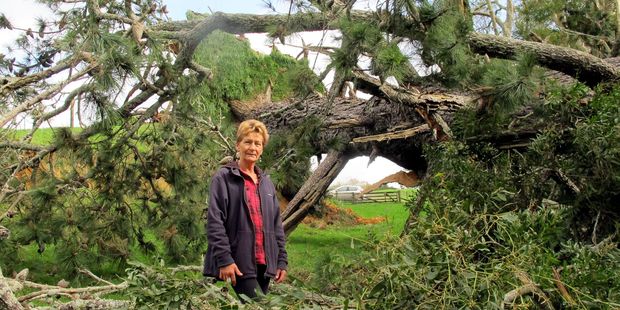 Local Wendy Dudek assessed the damages in her property after a 100-year-old pine tree fell down onto her property.