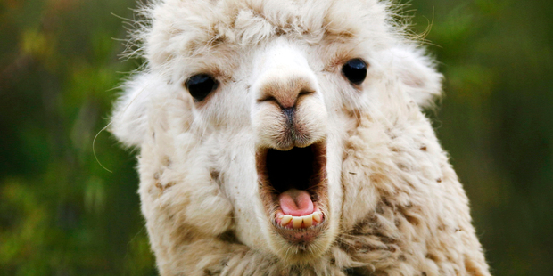 The duvets were found to be neither made in NZ or containing alpaca. Photo / iStock