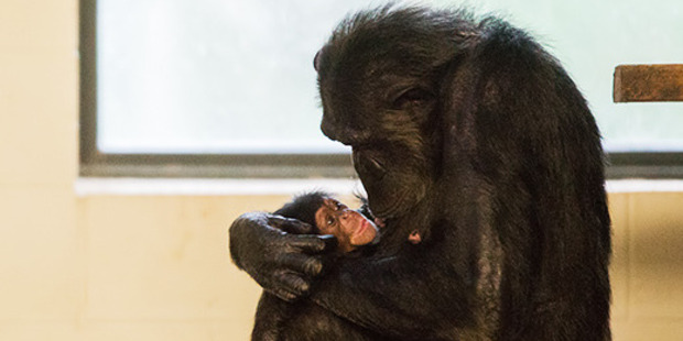 Chiku and her mother Sanda. Photo / Supplied via Hamilton Zoo