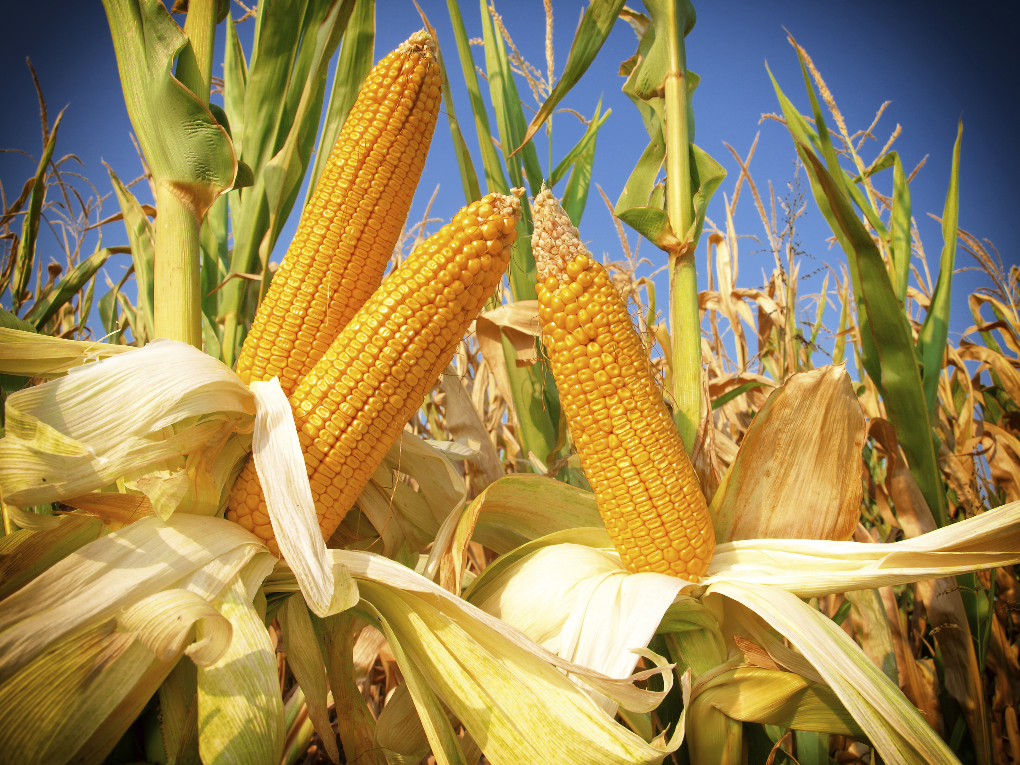 Corn is the most widely grown crop in the United States, and about 90 per cent of corn acres grown are genetically modified. Photo /iStock