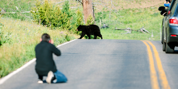 It's best to keep your distance when it comes to black bears. Photo / iStock