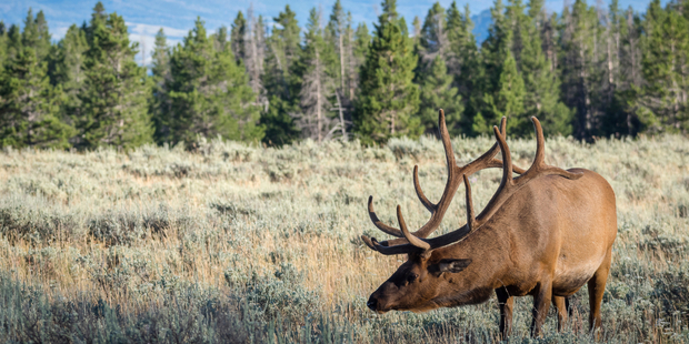 A bull moose grazing in Grand Teton National Park. Photo / iStock