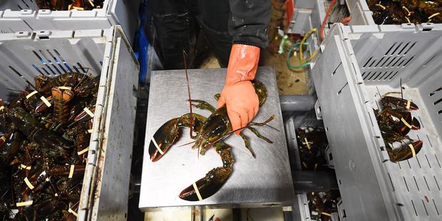 When the US had a glut of the crustaceans, it looked far afield for a new market. Photo / Matt McClain