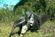 A young giant anteater rides on its mother in the Brazilian Pantanal. Photo / LFB Oliveira, GS Hofmann & IP Coelho