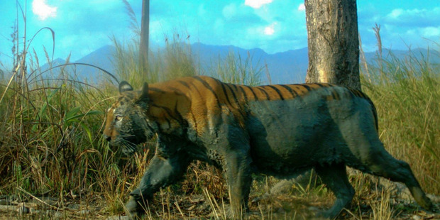 A tiger emerges from cooling off in mud at Manas National Park in India. Photo / WWF-India.