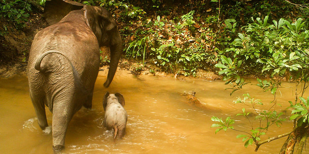 A female elephant and calf cross a swollen river in Gabon. Photo / Xavier Hubert-Brierre.