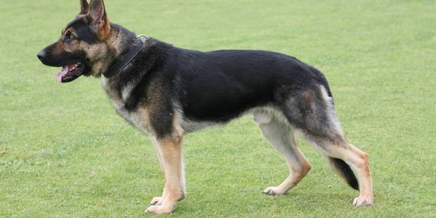 Yoda sired 65 puppies in his lifetime. Photo / Police Dog Trust