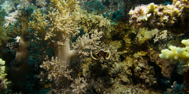 A flatworm on the Great Barrier Reef. Photo / Spirit of Freedom