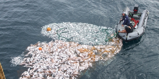 The Niwa discard rates do not tell us how much is dumped or in what harbour.