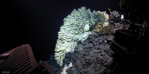 Christopher Kelly says the researchers called their find 'the folded blanket sponge' because 'it looks as though somebody took a blanket and draped it over a chair'. Photo / NOAA