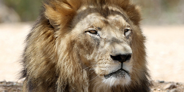 The lions were killed to save the man's life. Photo / AP