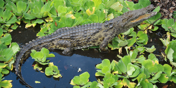 This 2012 photo provided by Joe Wasilewski shows a Nile crocodile that he found in Homestead, Florida. Photo / AP