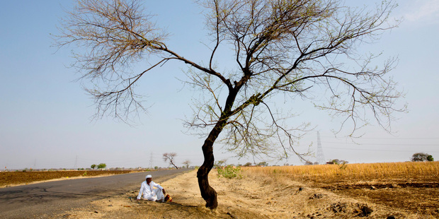 An Indian farmer sits in the front of his destroyed crop of cotton, alongside a road in one of the drought affected region of Marathwada. Photo / AP